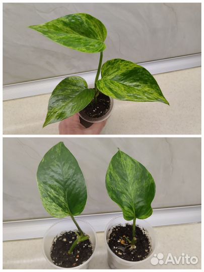 Сциндапсусы, Сингониумы, Филодендроны