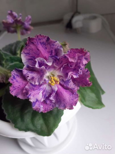 Фиалка Новогодняя сказка