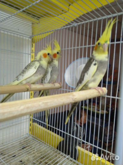 Кореллы птенцы малыши