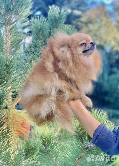 Девочка померанского шпица