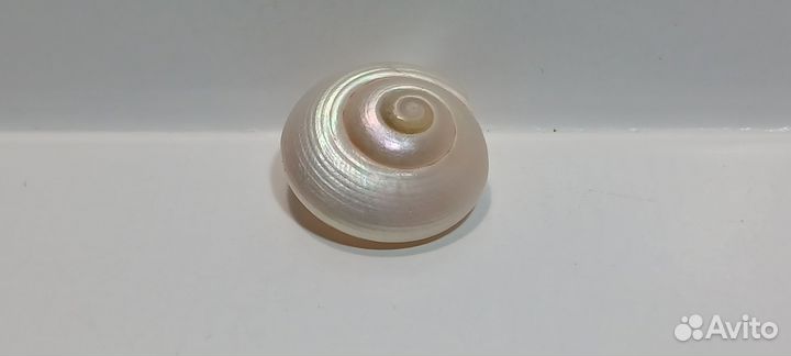 Улитка перламутровая 2,2 *1 морская ракушка