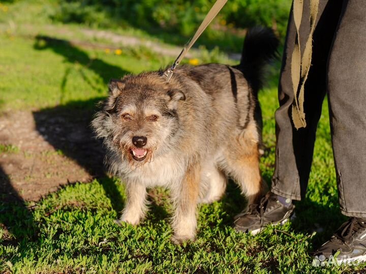 Милая Машерочка в добрые руки