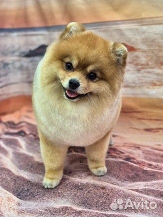 Немецкий шпиц вязка