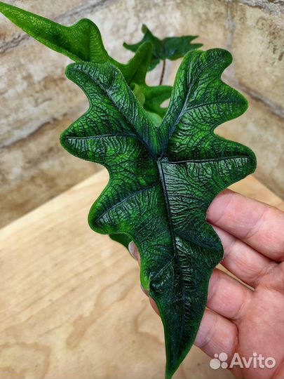 Красотки Жаклин