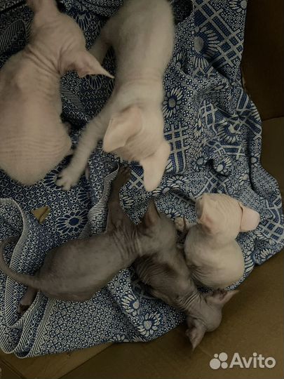 Канадский сфинкс котенок