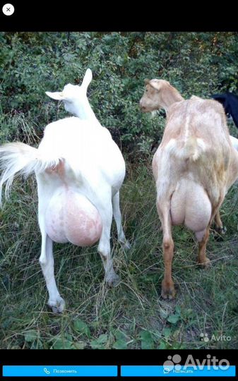 Козье молоко,сыр,жир