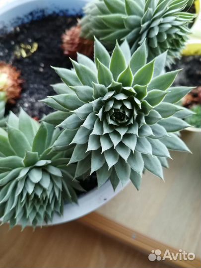 Продам суккуленты взрослые