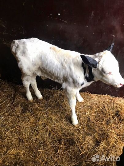 Телята бычки тёлочки бесплатная доставка