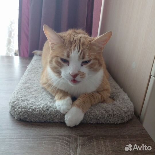 Котик ищет дом