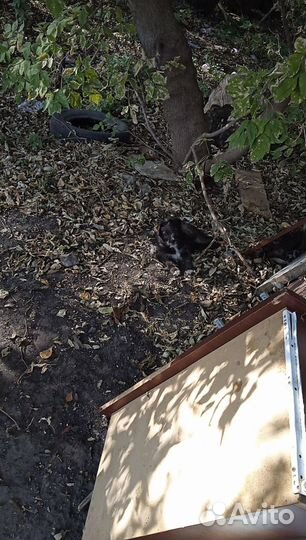 Отдам кутят