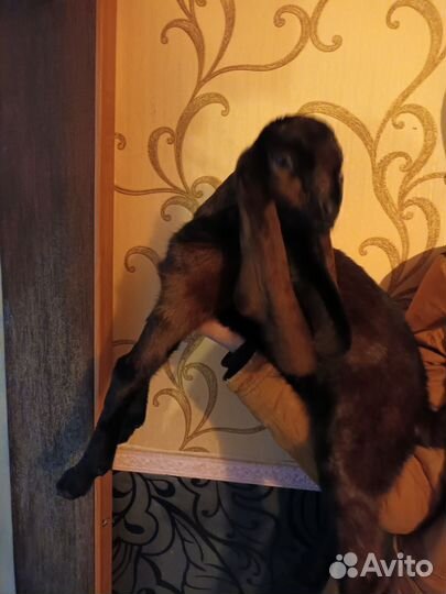 Козочки и Козлик ан/Камори