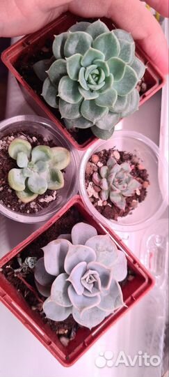 Крассулы и эхеверии. Суккуленты