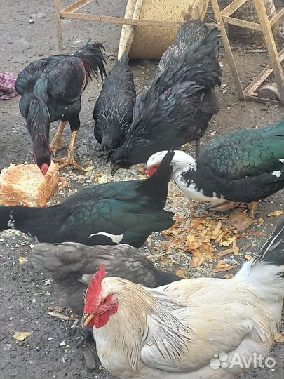 Куры разных пород и петухи