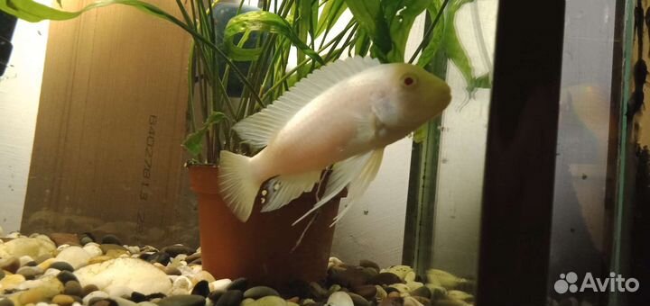 Снежный принц,самец