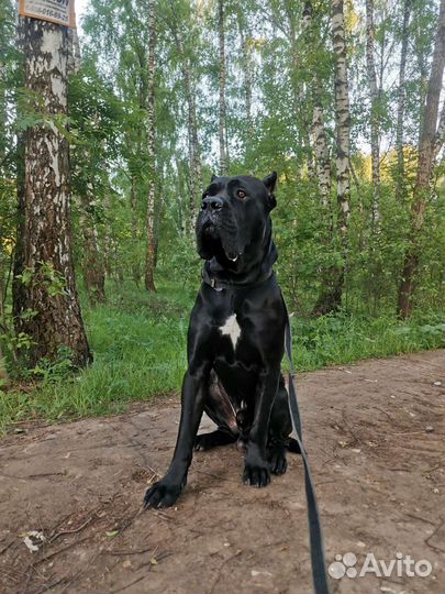 Кобель вязка кане Корсо