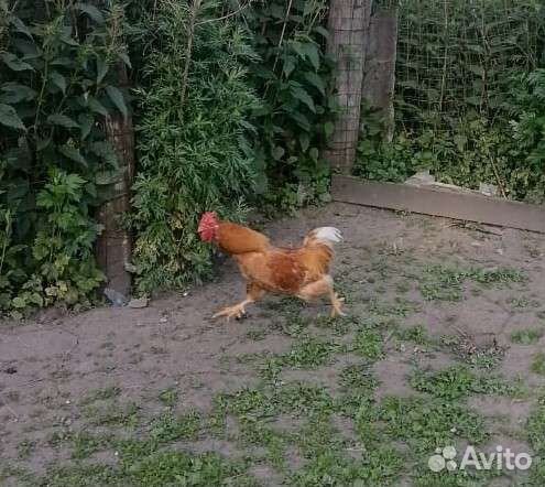 Яйцо инкубационное мини-мясных кур