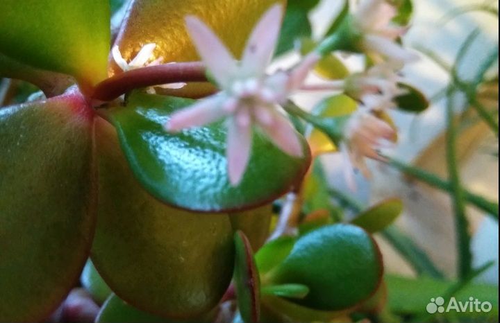 Счастье в Дом - с Этими Цветами