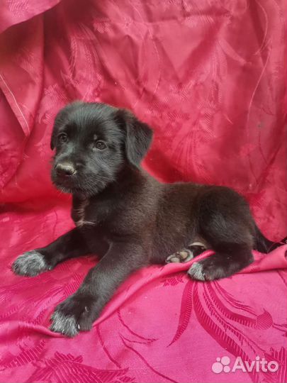 Бородач щенок Девочка в добрые руки