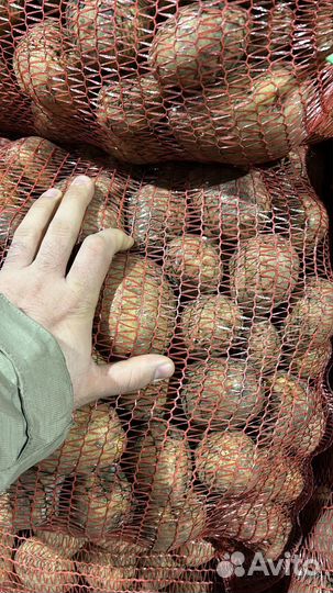 Картофель среднего размера