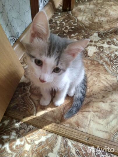 Отдам котенка в добрые руки