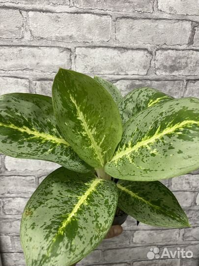 Комнатные растения аглаонема