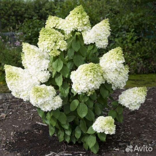Гортензия саженцы Фантом, Лаймлайт, Пикачу