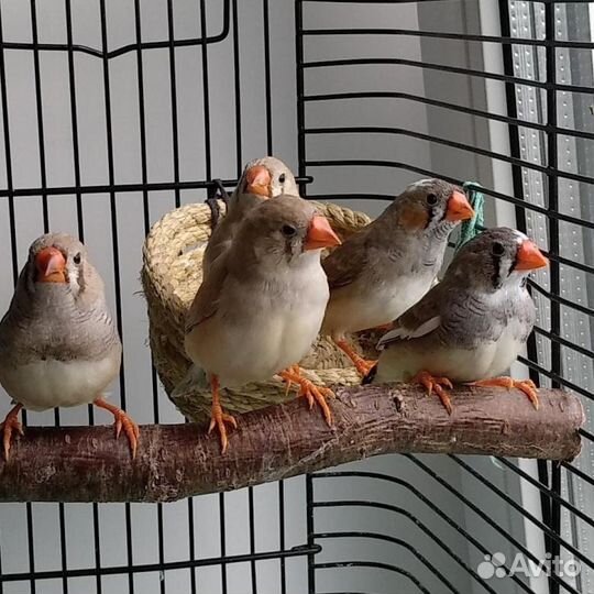 Зебровые амадины