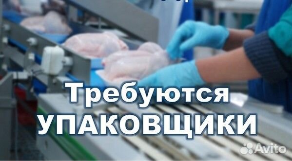 Упаковщик на птицефабрику вахта