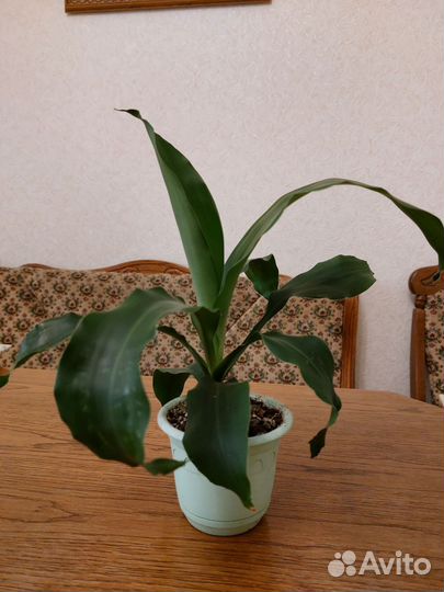 Пальма Юкка