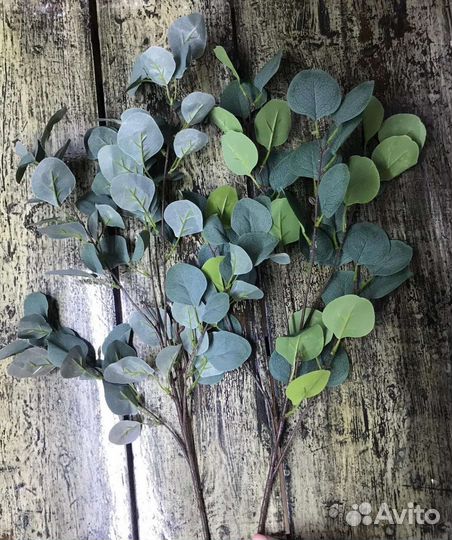 Эвкалипт искусственный