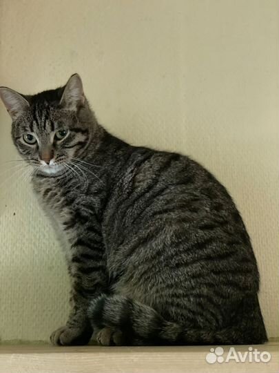 Кошечка Келли очень хочет домой