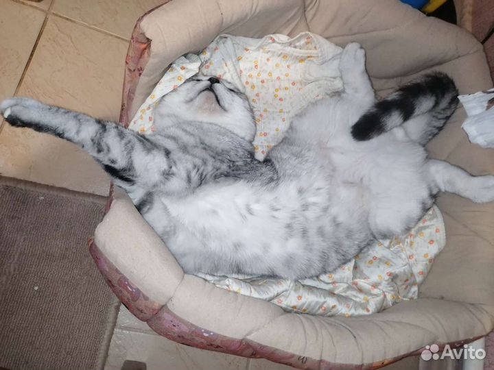 Вязка кот шотландская шиншилла