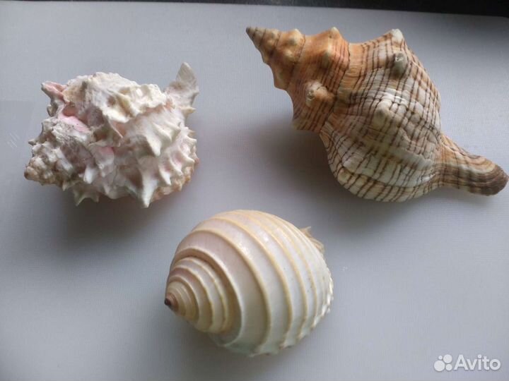 Ракушки морские