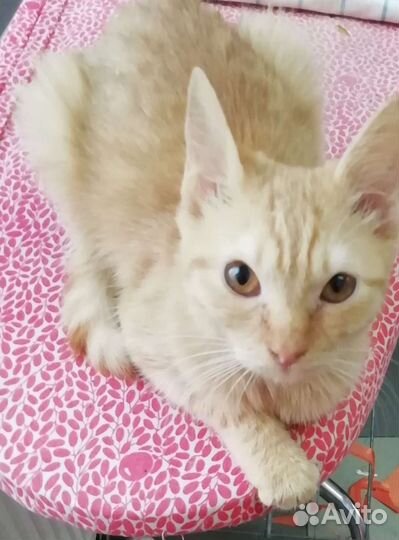 Рыжий котенок в добрые руки