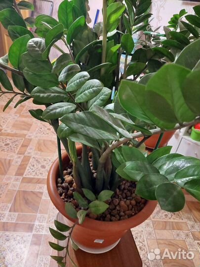 Замиокулькас