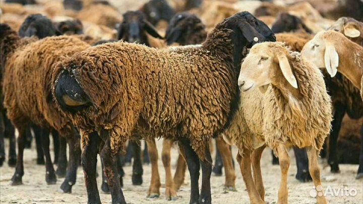 Ярочки, баранчики, овцы, эдельбаевской породы