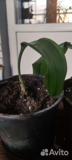 Эухарис или лилия