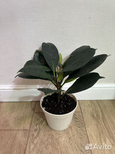 Фикус Циатистипула