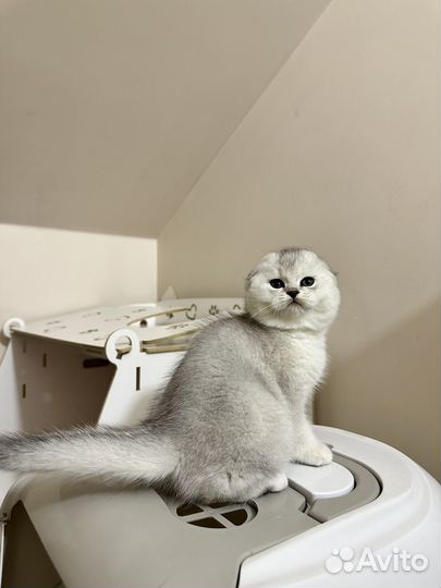 Шикарный мальчик в бридинг