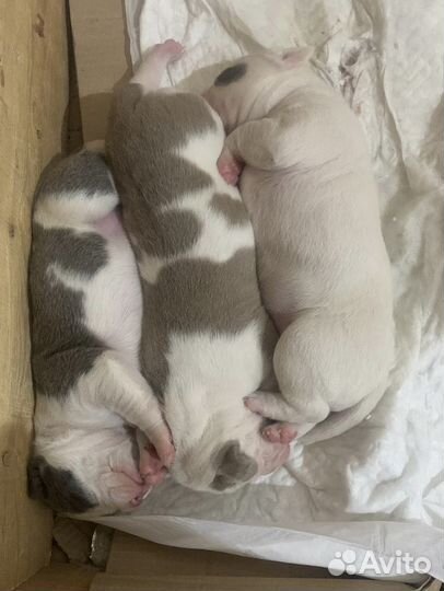 Щенки питбуля