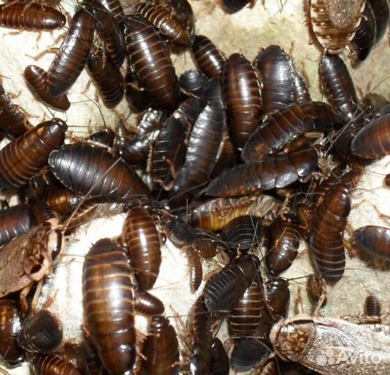 Кормовые насекомые