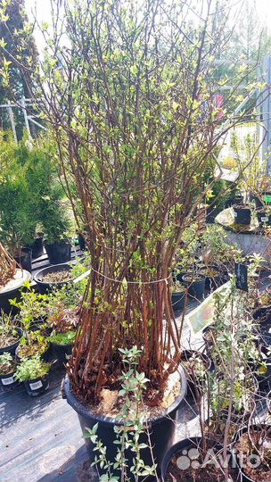 Саженцы голубики