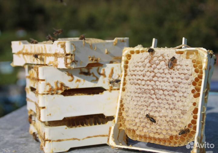 2024 Мёд натуральный с Алтая оптом