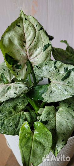 Сингониум Grey Ghost (Серый Призрак)