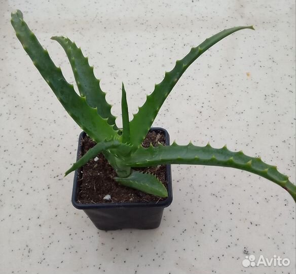 Крассула хоббит, эхиверия, крестовник роули