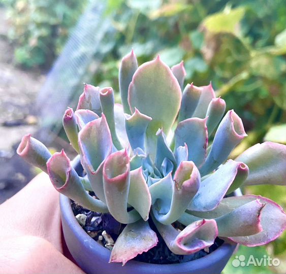 Эхеверия трампет пинки