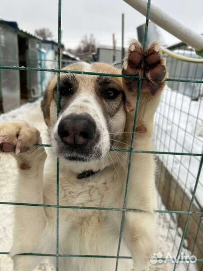 Собака Скарлетт