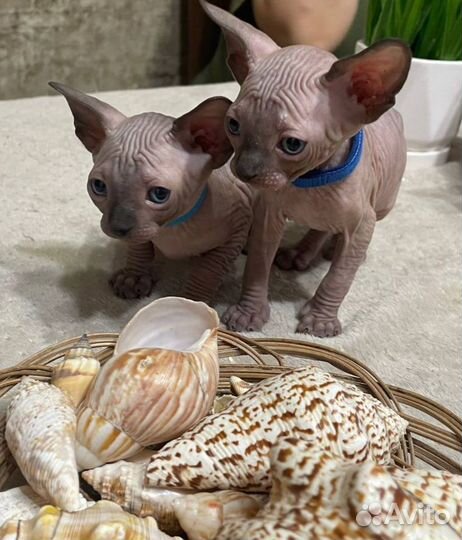 Котята сфинксы