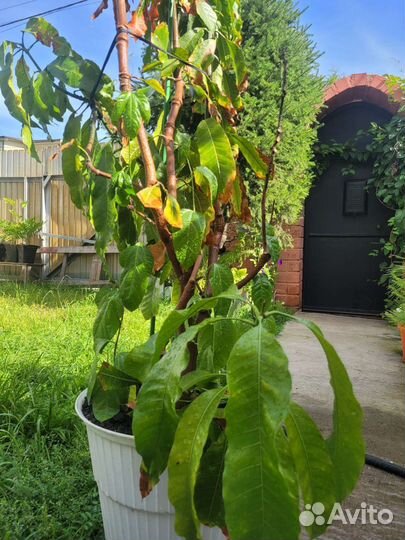 Дерево манго