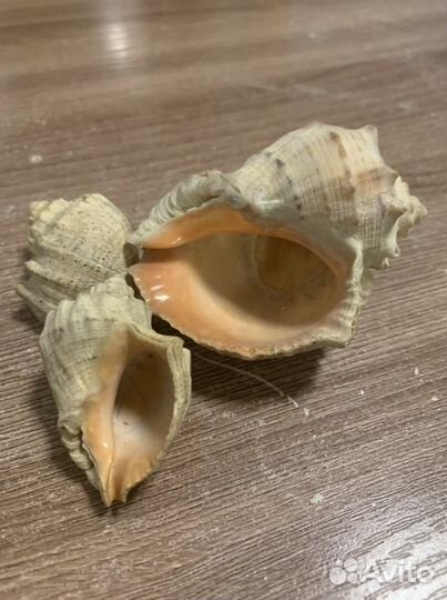 Ракушка рапан